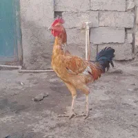 دو عددخروس محلی|حیوانات مزرعه|خمک, |دیوار