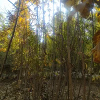 فروش نهال گردو|خدمات باغبانی و درختکاری|اصفهان, بوستان ناژوان|دیوار