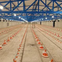 نصاب و تجهیز سالن پرورش مرغ ، بوقلمون