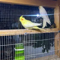 عروس هلندی جفت مولد ضمانتی