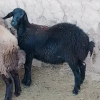 بره شال 18ماهه|حیوانات مزرعه|میبد, |دیوار