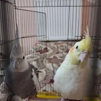عروس هلندی مولد هم درآمدزا هم خوشکل