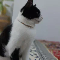 گمشده.حوالی شهر پالیز.جنت اباد