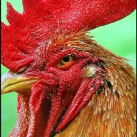 خروس برای ذبح