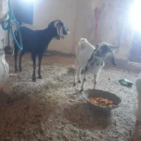 دوعد بز جوان چاق