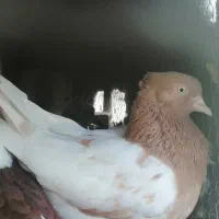 کبوترکله زرد ماده