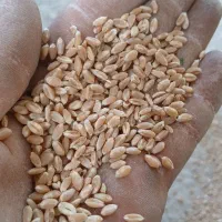 گندم ابی|حراج|زنده رود, |دیوار