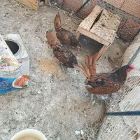 خروسو مرغ مینیاتوری