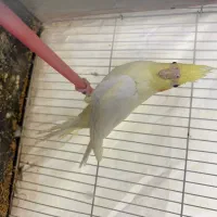 عروس هلندی لوتینو ماده بالغ