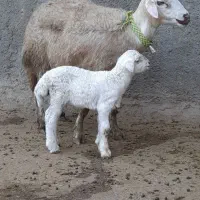 گوسفند میش قوچ