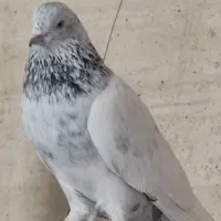 هم پرشی هم بند خراب  هم ماده دم سفید