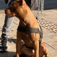 سگ پیتبول|سگ|اصفهان, خانه اصفهان|دیوار