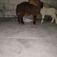 یک عدد بره نره