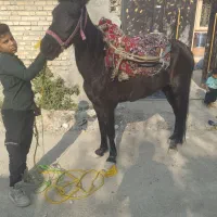 مادیان مشکی