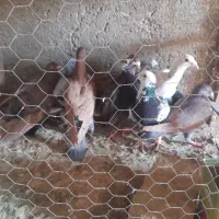 12تا کفتر پرشی مناسب|پرنده|میان ولایت, |دیوار