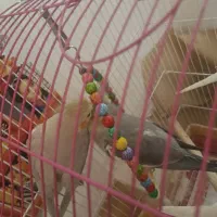 عروس هلندی سخنگو