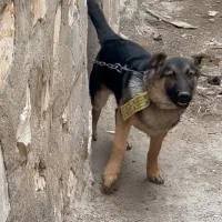 توله سگ ژرمن