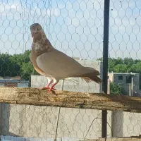 کبوتر
