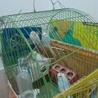 تعدادی مرغ عشق به فروش میرسد|پرنده|تاکستان, |دیوار