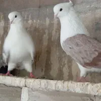 کبوتر پشتدار نوک ریز