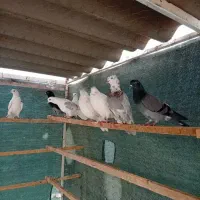 کبوتر پرشی|پرنده|ماهدشت, |دیوار