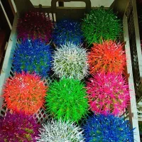 کاکتوس رنگی