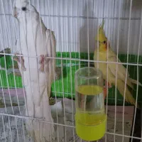 عروس هلندی کوتوله قناری شاه طوطی ملنگو|پرنده|مشهد, حیدرآباد|دیوار