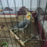 عروس‌خوشگل|پرنده|چهارباغ, |دیوار