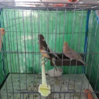 تعدادی قناری