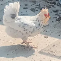 یک جفت مرغ و خروس گلین ریشی چهلتاج