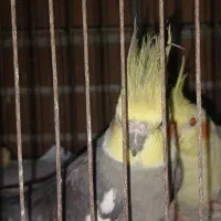 معاوضه عروس هلندی با قناری نر