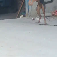 واگذاری  سگ ژرمن