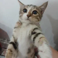 گربه خانگی