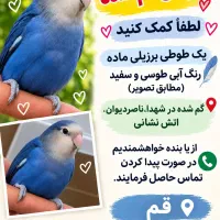 طوطی پرواز کرد
