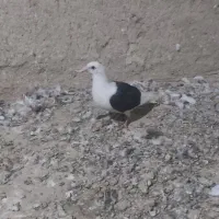 دوکت|پرنده|سراوان, |دیوار