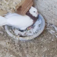 طوقی مولد|پرنده|بندرعباس, |دیوار