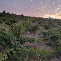 فروش باغ انگور