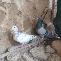 کبوتر نروماده سبز و سرور پلاکی کفتر