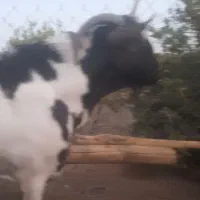 نری صومال درجه یک ۲/۵سال سرمست