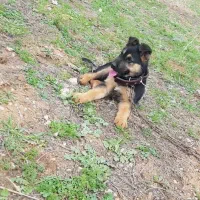 توله ژرمن ماده