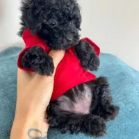 پودل مشکی ماده