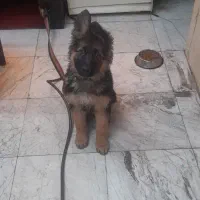 توله سگ ژرمن شولاین موبلند|سگ|تهران, استخر|دیوار