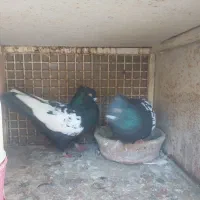 کبوتر|پرنده|مرودشت, شهرک مهدیه|دیوار