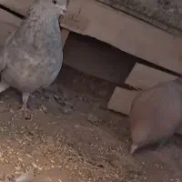 دوتا ۴۰۰