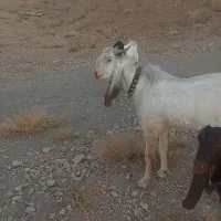 نربزپاکستانی|حیوانات مزرعه|پیر بکران, |دیوار