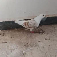 کبوتر|پرنده|حمیدیه, |دیوار