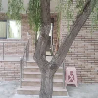 فروش باغ ویلای۱۰۰۳ متری با تهاتر جاده دریای ساری|فروش خانه و ویلا|فرح آباد, |دیوار