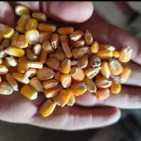 ذرت /گاودانه