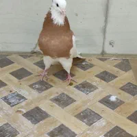 هفت عدد نوچه رنگی دوری