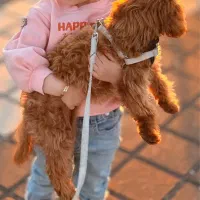 فروش پودل ۴ ماهه باهوش